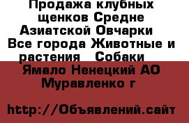 Продажа клубных щенков Средне Азиатской Овчарки - Все города Животные и растения » Собаки   . Ямало-Ненецкий АО,Муравленко г.